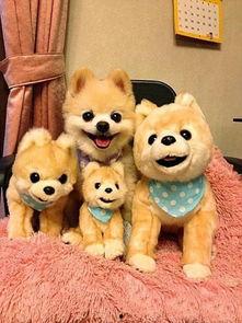 娱乐吃瓜君宠物,揭秘明星宠物的趣味生活